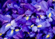 开云体育官网-一剑封喉！范弗利特最后三分钟导演逆转，尼克斯客胜奇才