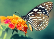 开云体育中国-当风暴席卷而来，文班亚马天启式爆发与掘金的沉默山脉