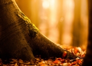 开云体育入口-东决G5封神之战！班凯罗逆转乾坤，今夜魔术只他一人称王