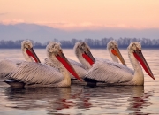 开云体育中国-北境对决，德里赫特用一记冰岛式铲断封存所有质疑