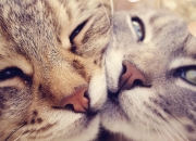 开云-生涯之夜狂砍53分+绝命三分！拉文率吉林奔袭者强势掀翻独行侠，一雪前耻！