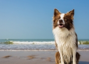 开云体育app-引擎轰鸣与篮筐回响，当F1争冠焦点战遇上奇才制霸辽宁之战