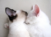 开云体育-双重焦点，蓝鹰拉齐奥的奥地利收割者战略