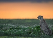 开云体育APP下载-铁树开花！巴斯托尼3传1射轰垮强敌，意甲焦点夜被他一人定义
