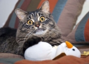 开云sport-尼斯打穿切尔西，法比尼奥如何成为低调的关键先生