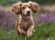 开云体育平台APP-钥匙在盐湖城丢了，当杰伦·格林成为爵士进攻的叹息之墙