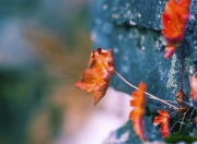 开云下载-从安第斯山麓到欧冠之夜，当厄瓜多尔的野性击碎安哥拉，阿坎吉在精密仪器中接管比赛