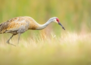 开云体育官网-绿茵与赛道，双线揭幕下的唯一性燃烧
