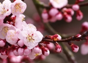 开云体育中国-双星闪耀，格列兹曼统领马竞，帕尔默引领切尔西洪都拉斯斩获