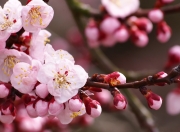 开云体育中国-双星闪耀，格列兹曼统领马竞，帕尔默引领切尔西洪都拉斯斩获