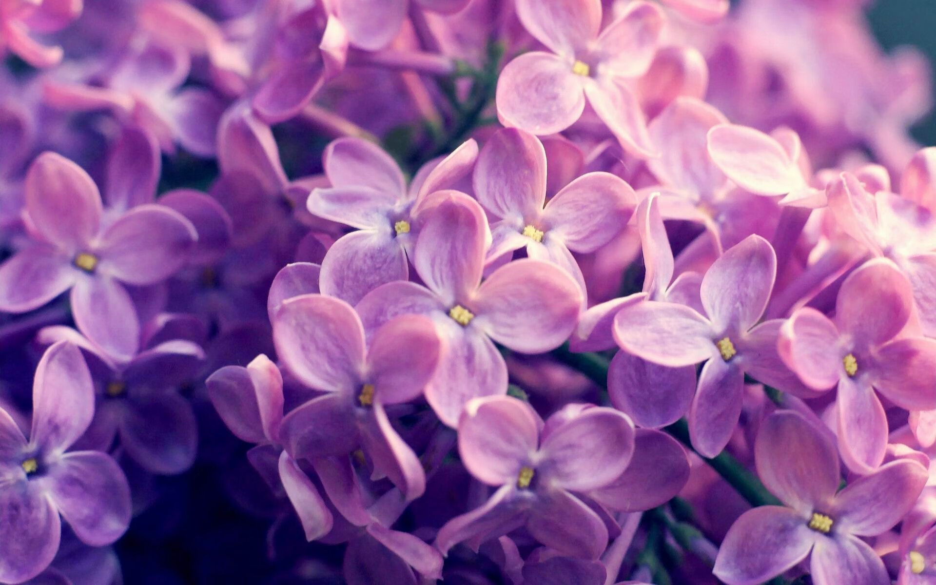 绿茵场上的地缘棋局,当向日葵在加勒比海绽放,英格兰天才如何成为破局密钥