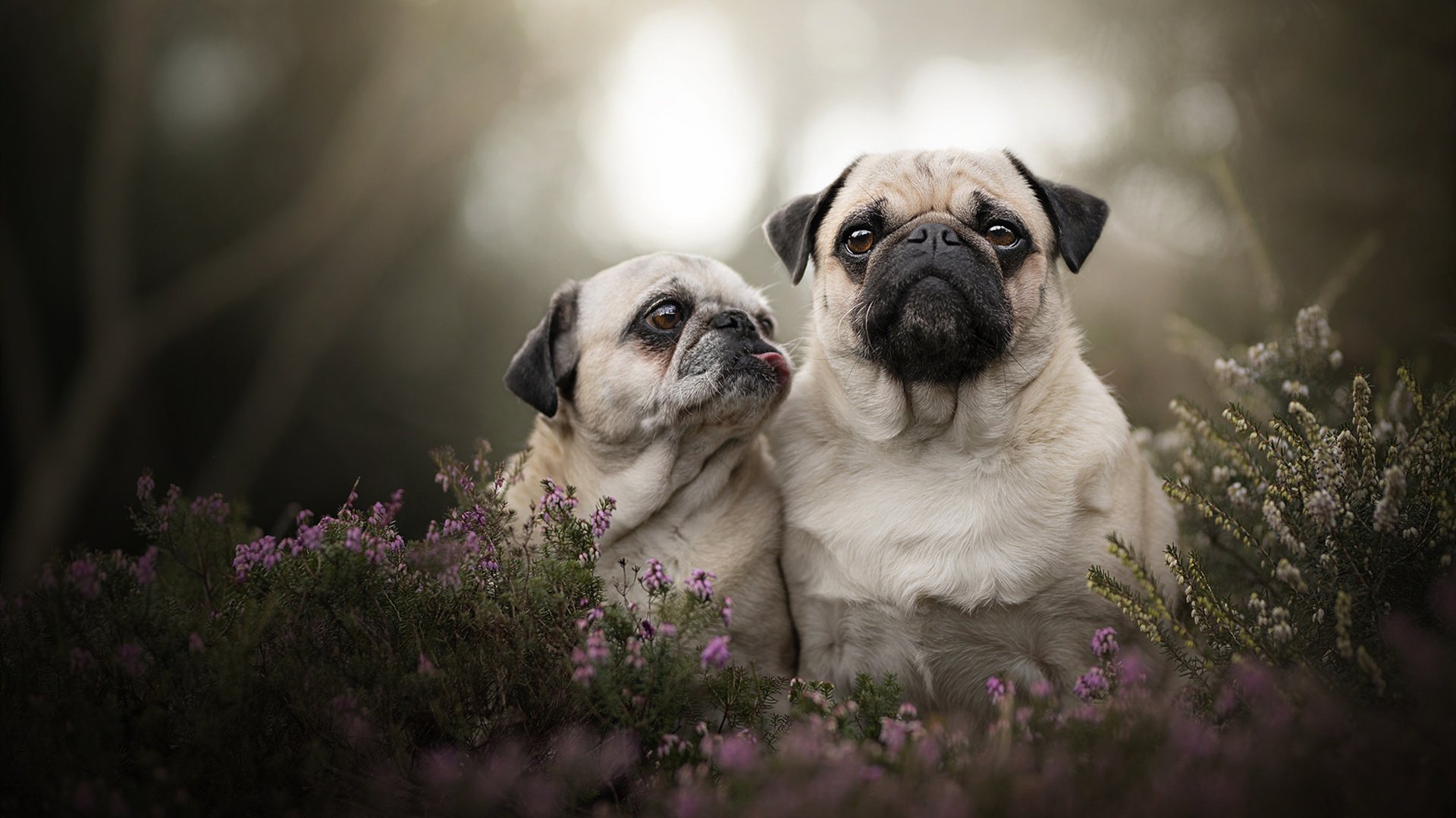 当意甲焦点战遇见安哥拉晋级,信息洪流中的时代寓言