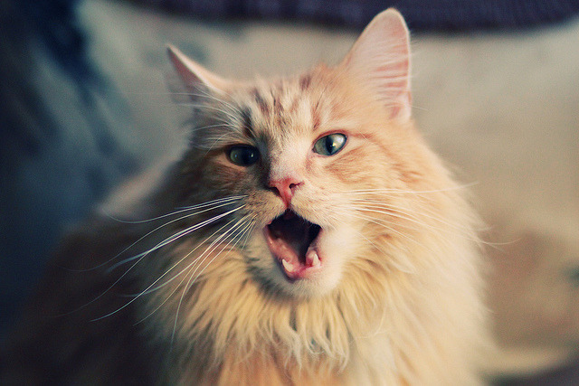 重剑无锋,欧文四分钟终结德甲十年悬念