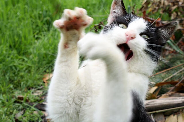 夜幕下的独舞者，苏亚雷斯一箭穿心，终结罗马主场神话