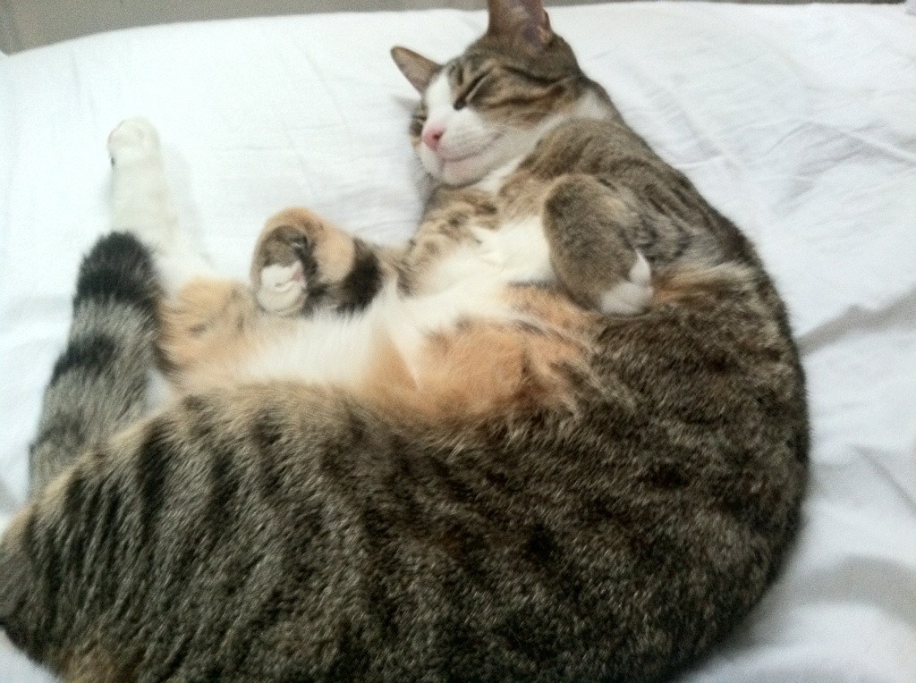 破茧与成蝶,贝蒂斯一战,伊萨克如何为西班牙提前终结悬念