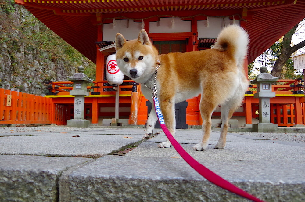 欧冠战术暗战，当太极虎的钢铁防线对上桑巴洪流