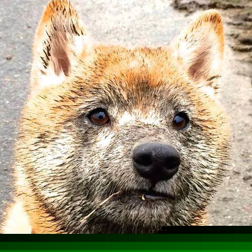 手刃旧主的利剑，西亚卡姆对猛龙写下一封未寄出的情书