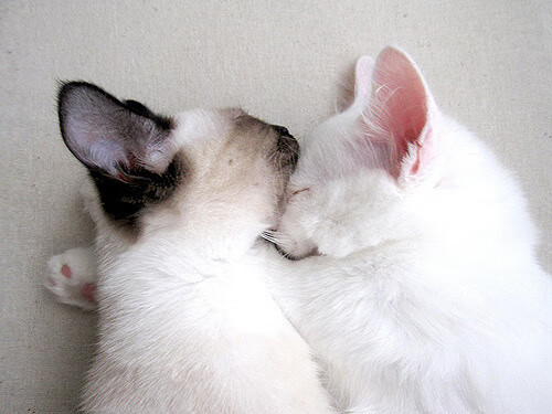 双重焦点，蓝鹰拉齐奥的奥地利收割者战略