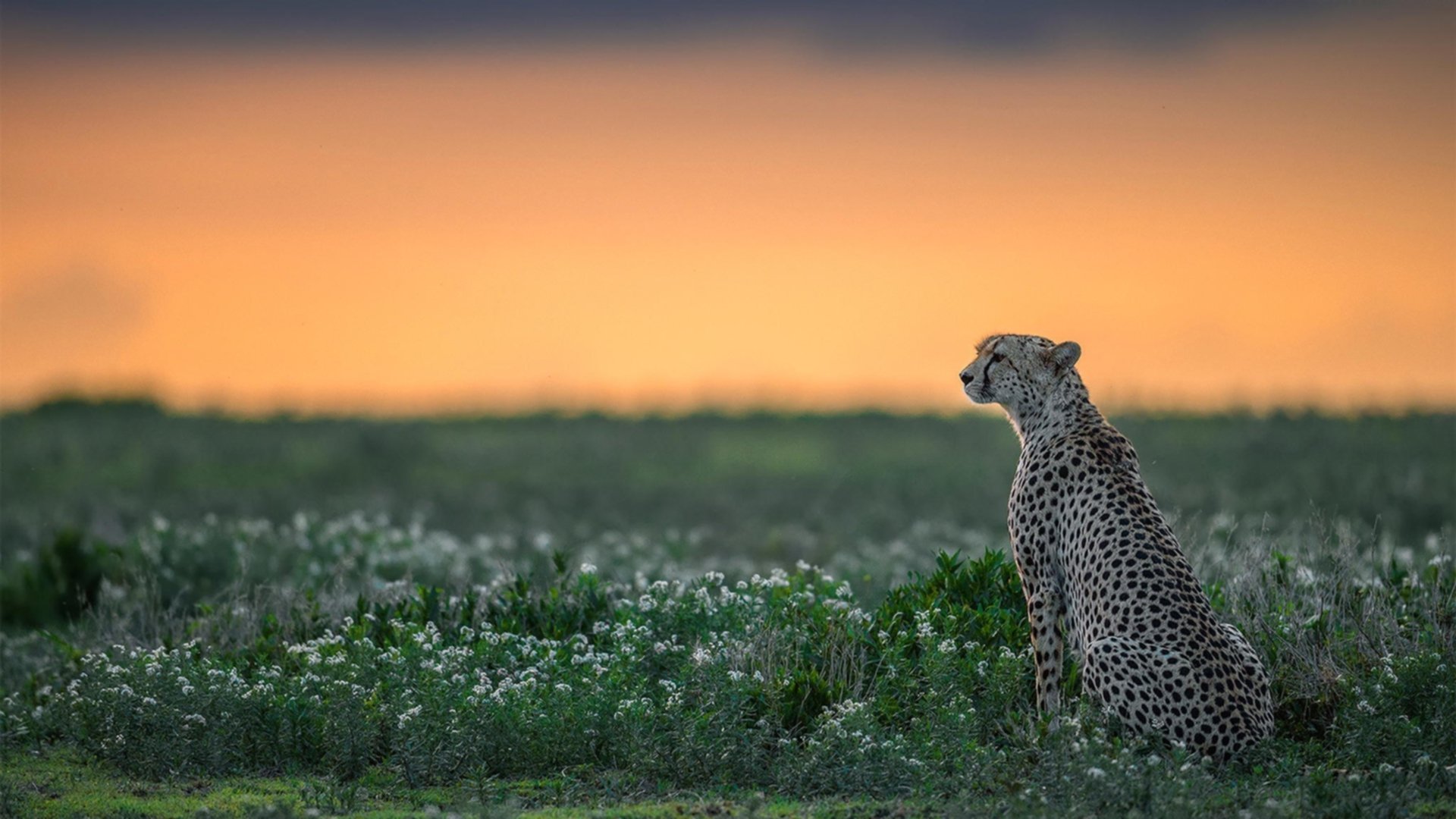 铁树开花！巴斯托尼3传1射轰垮强敌，意甲焦点夜被他一人定义