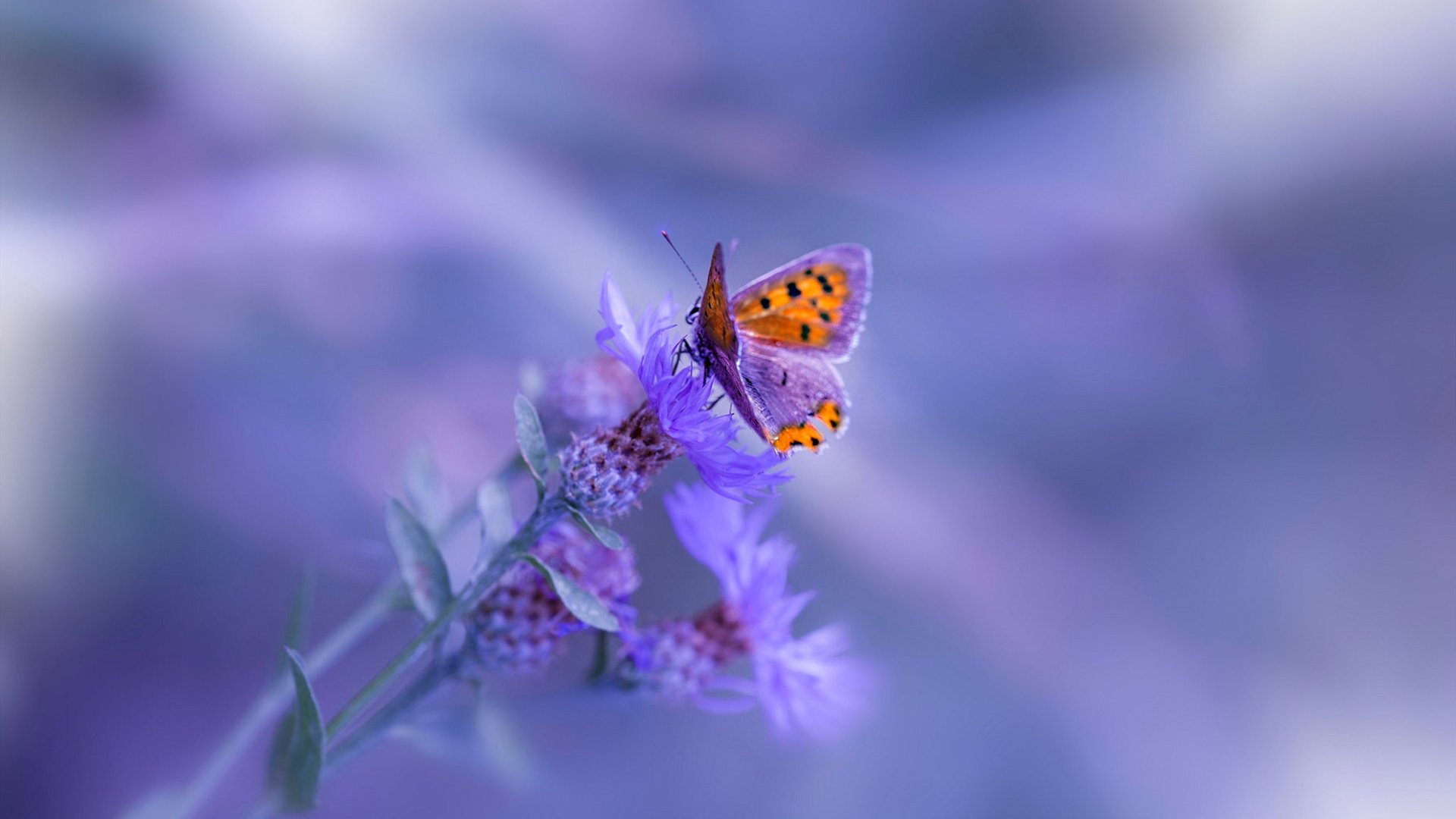 逆袭与传承,富安健洋丝绸之路上的最后狂奔,马赛与时间赛跑击败新西兰