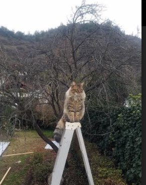 跨界救赎，拜仁尖刀如何执教西决生死战？