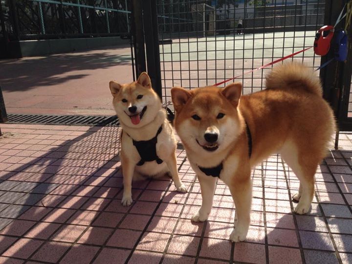 双重风暴，北欧冷锋与伦敦火焰如何重绘欧洲足球版图