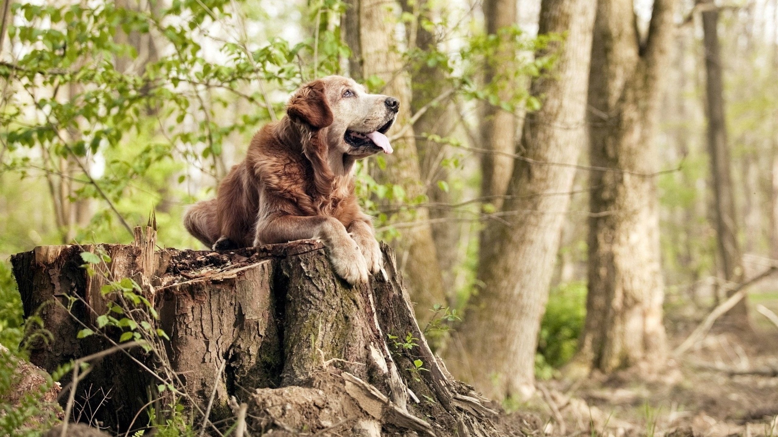 奥运周期的胜利之钥，骑士力克浙江队赢得关键焦点战