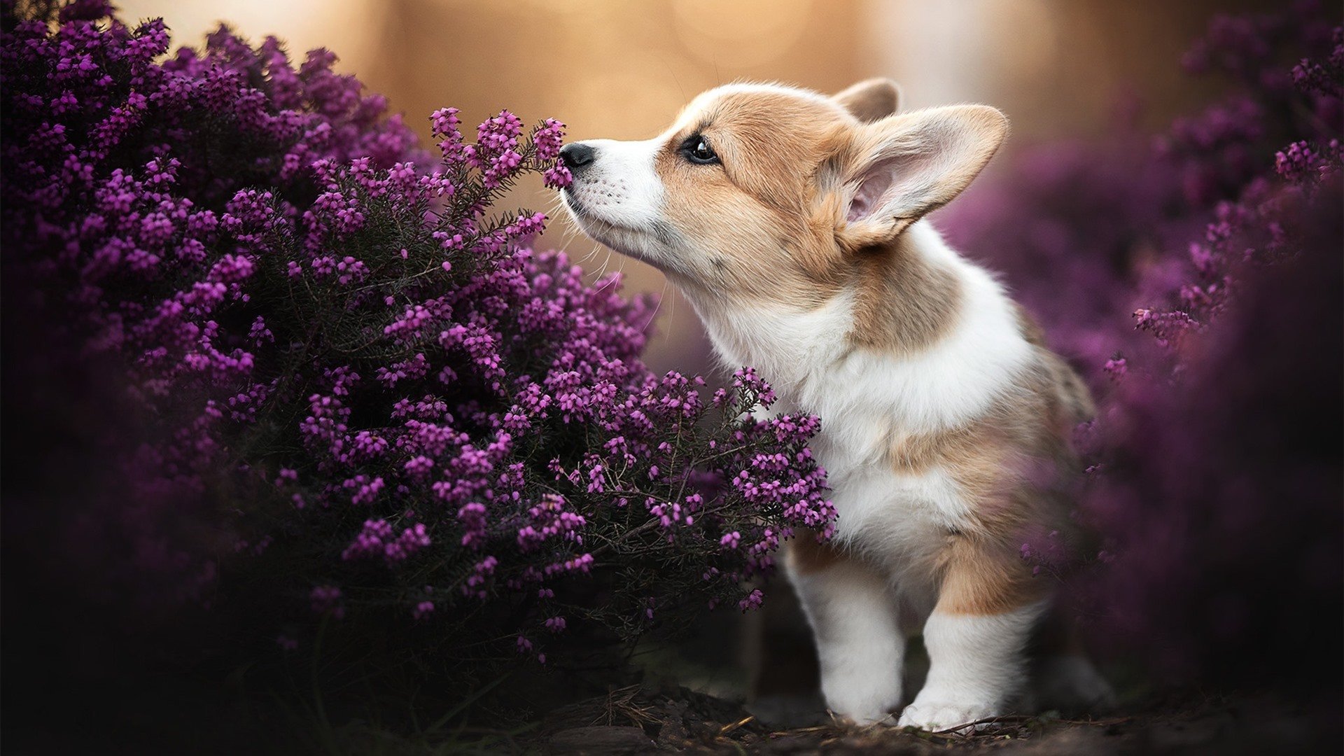 破冰之战，贝蒂斯高效打穿芬兰，拉亚再现大场面先生神迹